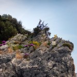 Il Pifferaio, storico "monumento" dell'Isola di Bergeggi, spunta dalla macchia mediterranea in fiore