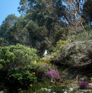 Isola di Bergeggi