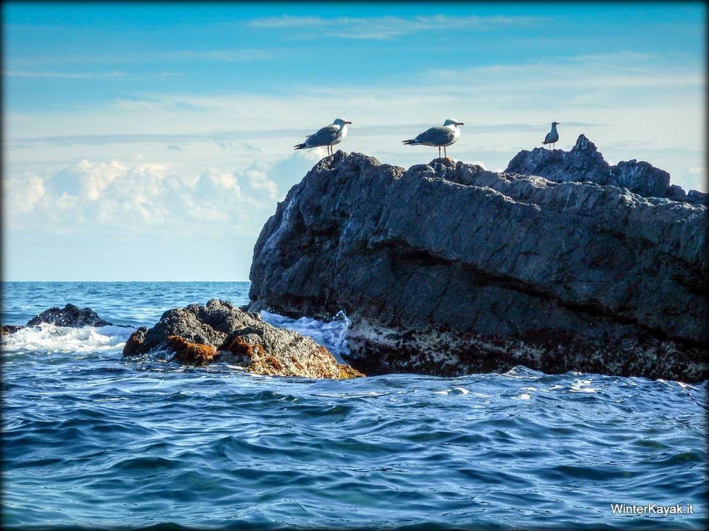 Gabbiani all'Isola di Beergeggi