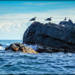 Gabbiani all'Isola di Beergeggi