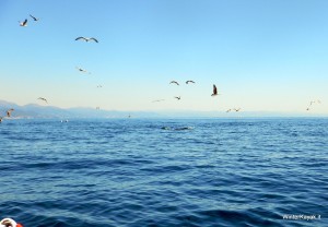 Delfini a pelo d'acqua