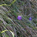 La Campanula Sabatia