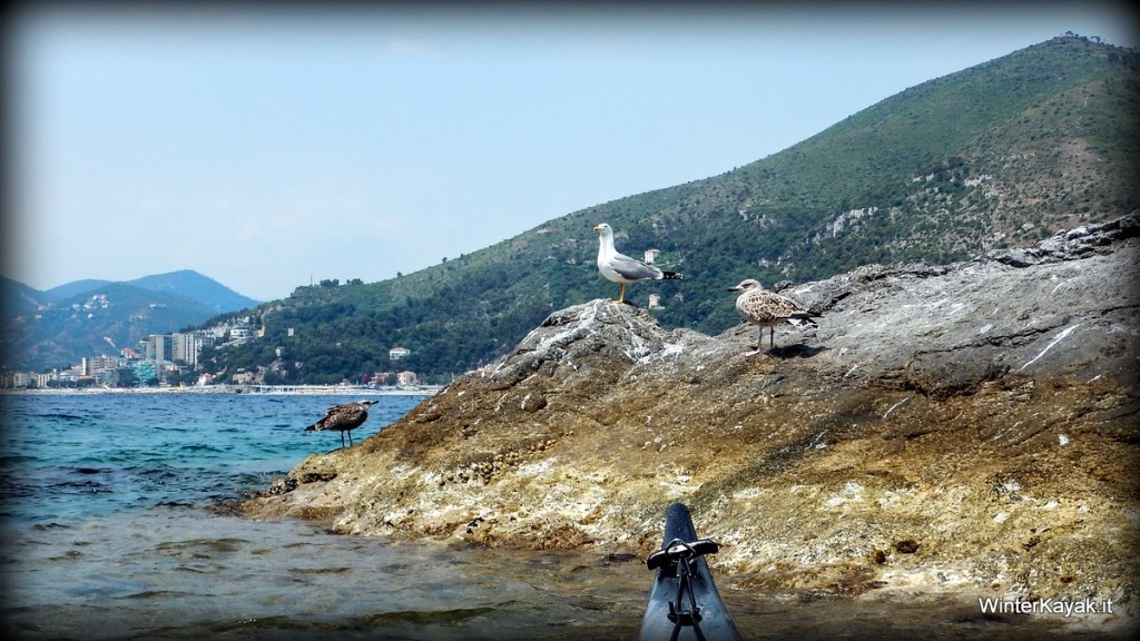 Gabbiani all'Isola di Bergeggi